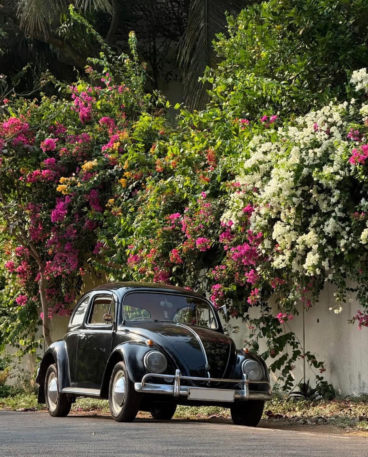 Volkswagen Vintage Beetle — Bougainvillea Black